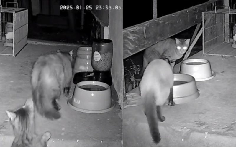 Mais de 30 gatos são remanejados em megaoperação durante ampliação do Aeroporto de Congonhas